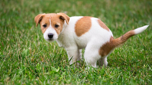 How to train jack clearance russell puppy to potty